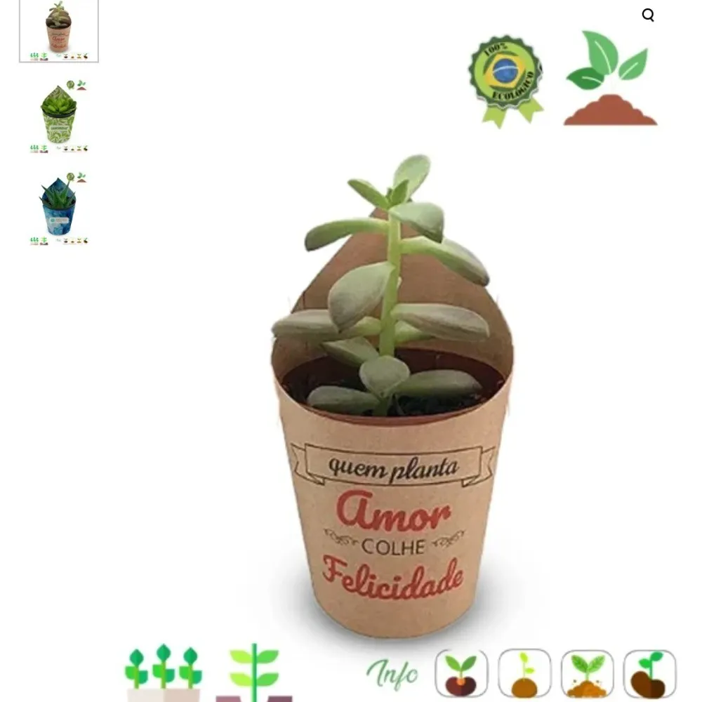 Kit Suculenta ou Cactus-BC0095SE